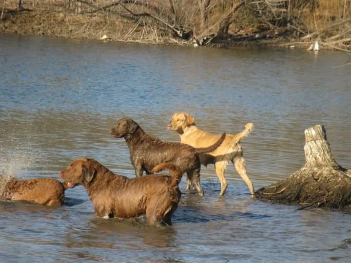 waterdogs